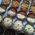 Cooksnap dari Chika.Z untuk resep Martabak Mini Coklat