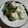Cooksnap dari sandies untuk resep Putu bambu tanpa bambu