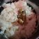 Cooksnap dari Deby Miranti untuk resep Nasi uduk magic com simple