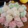 Cooksnap dari mamagba untuk resep Kelepon gula aren,coklat&keju