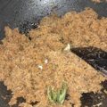 Cooksnap dari umi untuk resep Unti Kelapa Gula Merah (Isi Kudapan)