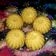 Dimple prajapati 's cooksnap of when they made ચુરમાના લાડુ (Churma Ladoo Recipe In Gujarati).