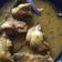 Cooksnap dari Dhidhien Pusphita untuk resep Ayam rica rica ala my family