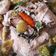 Cooksnap dari Indri Budhy untuk resep Garang asem Ayam