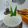 Cooksnap dari Griya Syar'i untuk resep Bubur Sumsum Super Lembut