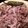 Kristy's cooksnap of when they made Slowcooker Carnitas.