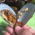 Cooksnap dari sean melody jazzy untuk resep Kerang ijo pedas