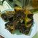 Cooksnap dari Arifiati untuk resep Bolu Talas (Gluten Free)