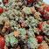 El cooksnap de Camilo Restrepo cuando hizo Ensalada de quinoa roja súper rápida y fresquita!.