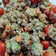 El cooksnap de Camilo Restrepo cuando hizo Ensalada de quinoa roja súper rápida y fresquita!.