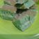 Cooksnap dari Mena untuk resep Martabak Manis Pandan Keju (Takaran Sendok)