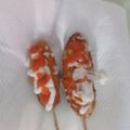 Cooksnap dari Vincentia R.Indah H untuk resep Corndog mozarella mix sosis