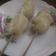 Cooksnap dari Berlian Soewandono untuk resep Dango mochi
