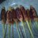 Cooksnap dari crisda novia untuk resep Sate Lilit Ayam