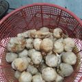 Cooksnap dari SulLton SaefulLoh untuk resep Olos khas tegal