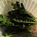 Cooksnap από Athina στη συνταγή Σαλάτα και ρόκα συντήρηση στο ψυγείο