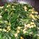 Cooksnap dari Anastasia S. Baalhuis untuk resep Tumis Bayam Jagung Manis