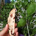 Cooksnap của Điệp Vũ khi họ làm theo món Biscotti