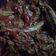 Cooksnap dari Ilham Bayu untuk resep Sambal ikan asin rebus