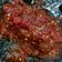 Cooksnap dari Kurnia Sari untuk resep Sambal terasi dadak utk sayur asem