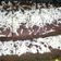 Cooksnap dari Clara Watie untuk resep Brownies Kukus Ny. Liem