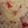 Sadaf Shoaib Vohra's cooksnap of when they made Fruit Jelly Custard.