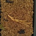 Cooksnap dari Giarsyah Syifa untuk resep Abon ikan tongkol