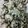 rantinur81's cooksnap of when they made Oreo truffles.