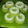 Cooksnap dari binti nurohmah untuk resep Putu Ayu