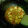 Cooksnap dari Bima primustaka untuk resep Sundubu jjigae