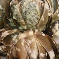 sara.haney7's cooksnap of when they made Herb Buttered Artichokes.