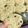 El cooksnap de Yamila cuando hizo Galletas de avena con chispas y nueces.