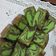 Cooksnap dari Claretta untuk resep Resep Bolu Zebra Lembut