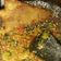 Cooksnap dari Octa Octa untuk resep Telur Geprek pedas kriukk