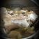 Cooksnap dari Sakhi untuk resep Kuah Bakso