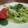 Cooksnap dari Adeknya TaeHyungie untuk resep Es krim Daun kelor #pekaninspirasi