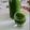 Cooksnap de Samia Ben sur la recette Jus détox : concombre 🥒 / menthe fraîche/ citron 🍋/ miel naturel 🍯