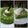 Cooksnap dari grace triguna untuk resep Puding Lumut