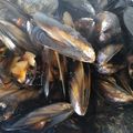 El cooksnap de Luis cuando hizo Mejillones con Salsa (Olla GM Alfa).