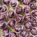 Cooksnap dari Diah Rangkuty untuk resep Bola bola coco crunch