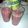 little_chef_'s cooksnap of when they made Fizzy Frozen Strawberry Lemonade.