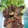 Cooksnap dari titing widowati untuk resep Empal goreng super empuk