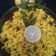 Binita Gupta का कुकस्नैप जब उन्होंने लेमन राइस (Lemon Rice recipe in Hindi) बनाया था।