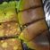 Cooksnap dari Lovina Sa untuk resep Martabak Manis Teflon, Lembut Anti Keras, No Hoax 😍😜🤤👍