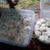 Cooksnap dari Yuliarni Tanjung untuk resep Putri Salju Keju