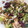 El cooksnap de Clara cuando hizo Ensalada bacon champiñones y demás.