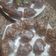 El cooksnap de Cande Amed cuando hizo 😻Magdalenas de chocolate😻.