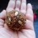 Mamta Shahu का कुकस्नैप जब उन्होंने बाजरे के चुरमा लड्डू (Bajre ke churma laddu recipe in hindi) बनाया था।