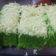 Cooksnap dari Dwi Wahyu untuk resep Bolu Kukus Pandan Ny. Liem