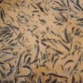 Cooksnap dari Syuhaidah Sudarmin untuk resep Es Cincau Susu Creamy #prRamadhan_Takjil #PekanInspirasi